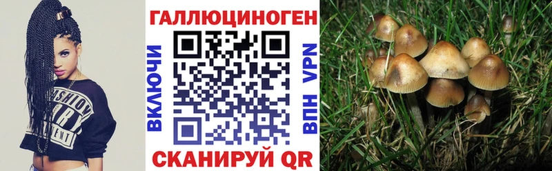 наркотики  Тейково  Псилоцибиновые грибы Psilocybe 